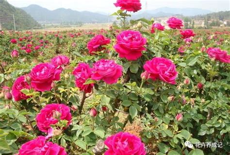 家裡種玫瑰花好嗎|玫瑰花的種植方法，原來你不知道的在這裡